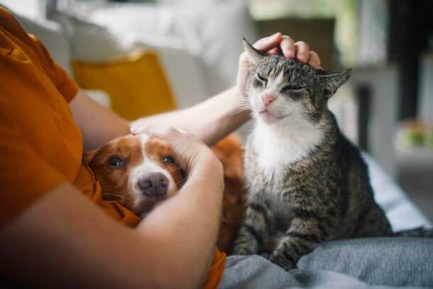 Bangkok apartments pet-friendly